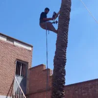 قطع نخل بریدن  استادنخل موریانه هرس نخل درخت|خدمات باغبانی و درختکاری|اهواز, شهرک نفت|دیوار