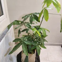 گیاه و گلدان پاچیرا گل شانس بنسای پول بون سای‌ خاص