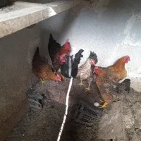 فروش خروس و مرغ تخم گذار .