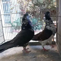 کبوتر کفتر چند جفت عالی|پرنده|فردیس, قریشی|دیوار