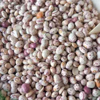 لوبیا چیتی|خوردنی و آشامیدنی|رشت, پسیخان|دیوار