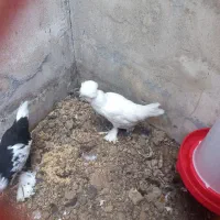 سلطان