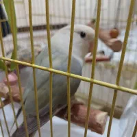 طوطی ماده برزیلی رینبو رنگ خاص