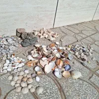 صدف دریایی|کلکسیون و سرگرمی|مشهد, تربیت (صدف)|دیوار