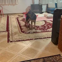 ژرمن اصیل با وسایل