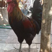 تخم نطفه دار گلین|حیوانات مزرعه|اصفهان, بهارستان (مخابرات)|دیوار