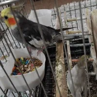 پرنده طوطی عروس هلندی|پرنده|قدس, شهر‌قدس|دیوار