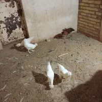 دوتا مرغ سفید با دو تا خروس سفید