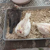 جوجه عروس هلندی