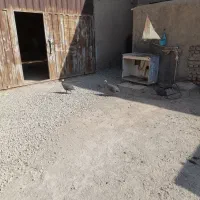 مرغ شاخدار|حیوانات مزرعه|صباشهر, |دیوار