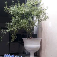 گل طبیعی|گل و گیاه طبیعی|هرسین, |دیوار