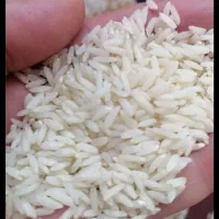 برنج گیلان صدری هاشمی  سالم یکدست بشرط پخت|خوردنی و آشامیدنی|قزوین, |دیوار