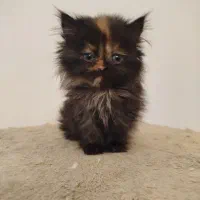 گربه بریتش اسکاتیش پرشین