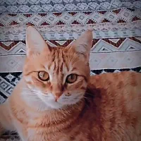 گربه گمشده DSH|حیوانات|ری, دولت‌آباد|دیوار