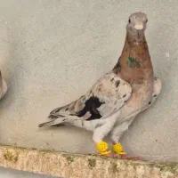 کبوتر ماده خطی وشستی|پرنده|قزوین, |دیوار