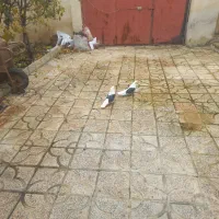 دو عدد پشتار نر|پرنده|گرمی, |دیوار