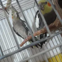 یک جفت عروس هلندی