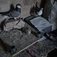 کفترطوقی دم گیر دوکت وکله ای