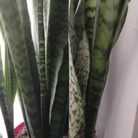 گل سانسوری|گل و گیاه طبیعی|شیروان (خراسان), |دیوار
