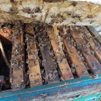 زنبور عسل رحیم آباد. آماده طبق سالم کندو اصفهان