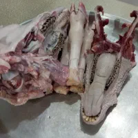 پاک کله پاچه|خدمات نظافت|خرم‌آباد, |دیوار