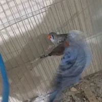 فنج کینگ یک جفت|پرنده|بندر ماهشهر, |دیوار