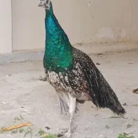 پرنده طاووس