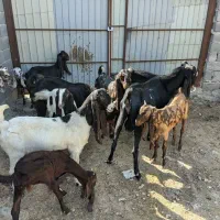 فروش ۱۰راس بز و بزغاله پاکستانی