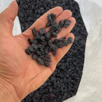 مویز بیدانه سیاه (ترکمن۴)|خوردنی و آشامیدنی|تاکستان, |دیوار