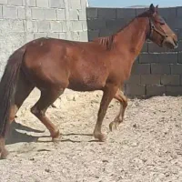 اسب شناسنامه دار
