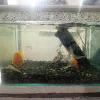 ماهی گلد فیش به همراه آکواریوم