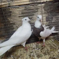 نرماده طوقی