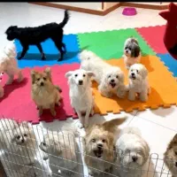 پانسیون نگه داری حیوانات و پت خانگی