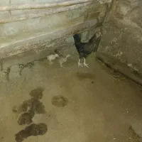 فروش مامر کر و ۳عدد جوجه
