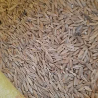 جو جهت مصرف کاشت ودام باکیفیت عالی