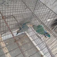 فروش یه جفت طوطی برزیلی