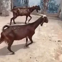 مری چاق مخصوص قربانی