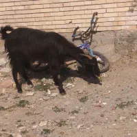 گیسه بز|حیوانات مزرعه|جیرفت, |دیوار