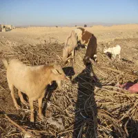 نر بز سانن پاکستانی و الپاین|حیوانات مزرعه|فریمان, |دیوار