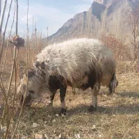 گوسفند فروشی قوچ پلنگی