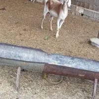 بز با کهره ماده .وکهره نر چاق