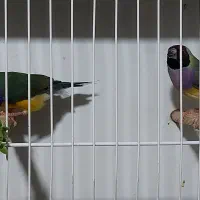 فنچ گلدین مولد جوجه گلدین شارکول ستاره‌ای جغدی|پرنده|شیراز, کاراندیش|دیوار