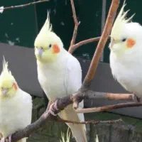 حراج عروس هلندی|پرنده|چالوس, |دیوار
