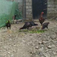 تخم لاری|حیوانات مزرعه|احمدسرگوراب, |دیوار