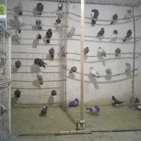 کبوتر رنگی|پرنده|شیراز, شهرک گلستان|دیوار