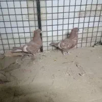 کفتر سینه ای