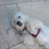 سگ شیتزو|سگ|خرم‌آباد, |دیوار