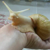حلزون اچاتینا بالغ بزرگ