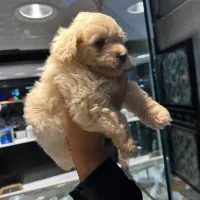 توله شیتزو نر واگذاری|سگ|بجنورد, |دیوار