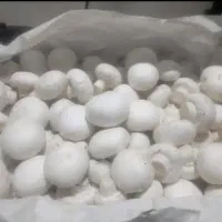 تولید وپخش قارچ دکمه ای درجه یک